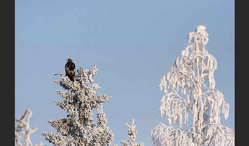 Steinadler (Aquila chrysaetos)