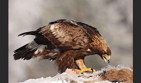 Steinadler (Aquila chrysaetos)