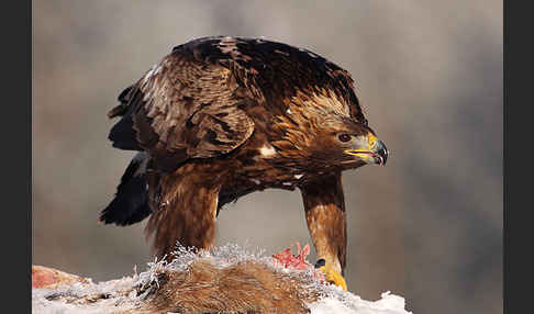 Steinadler (Aquila chrysaetos)