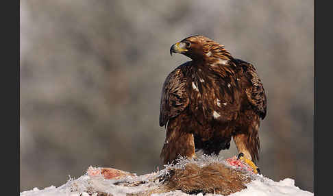 Steinadler (Aquila chrysaetos)