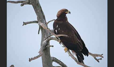 Steinadler (Aquila chrysaetos)