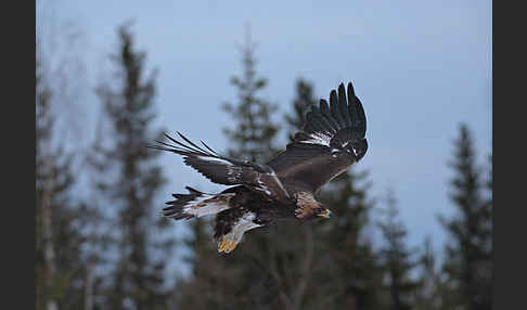 Steinadler (Aquila chrysaetos)