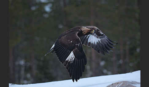 Steinadler (Aquila chrysaetos)