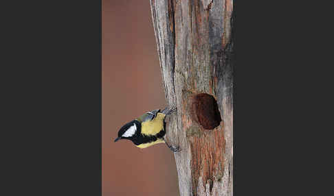 Kohlmeise (Parus major)