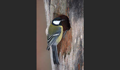 Kohlmeise (Parus major)