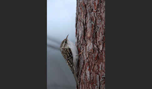 Waldbaumläufer (Certhia familiaris)