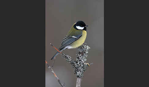 Kohlmeise (Parus major)