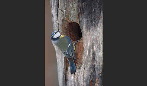 Blaumeise (Parus caeruleus)