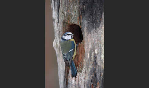 Blaumeise (Parus caeruleus)