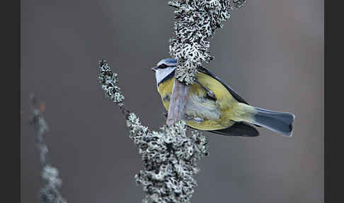 Blaumeise (Parus caeruleus)