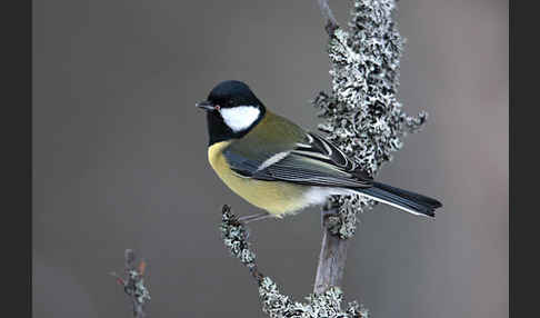 Kohlmeise (Parus major)