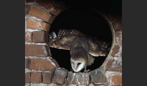 Schleiereule (Tyto alba)