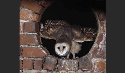 Schleiereule (Tyto alba)