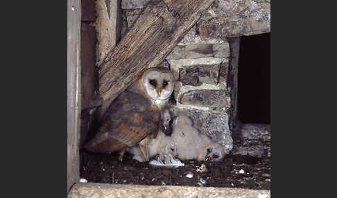 Schleiereule (Tyto alba)