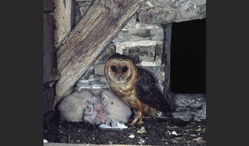 Schleiereule (Tyto alba)