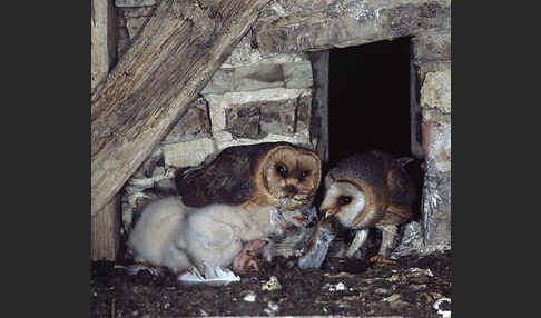 Schleiereule (Tyto alba)