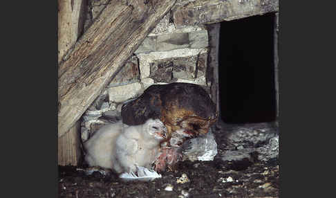 Schleiereule (Tyto alba)