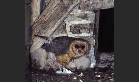 Schleiereule (Tyto alba)