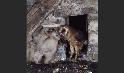 Schleiereule (Tyto alba)