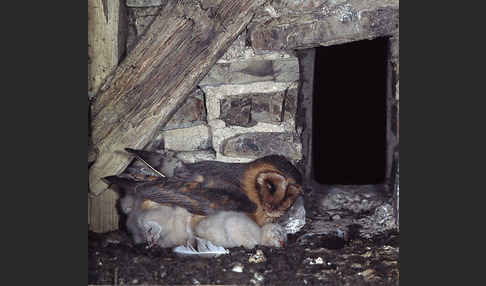 Schleiereule (Tyto alba)