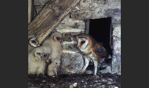 Schleiereule (Tyto alba)