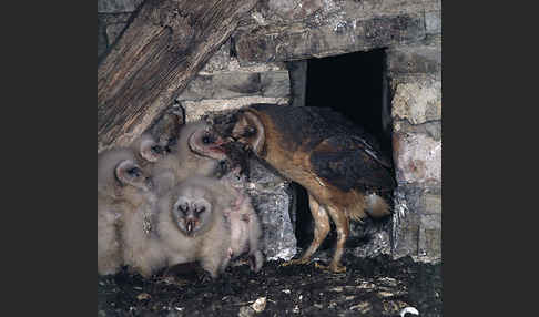 Schleiereule (Tyto alba)