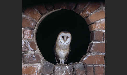 Schleiereule (Tyto alba)