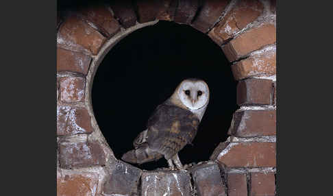 Schleiereule (Tyto alba)