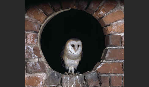 Schleiereule (Tyto alba)