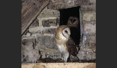 Schleiereule (Tyto alba)