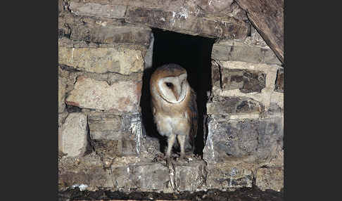 Schleiereule (Tyto alba)