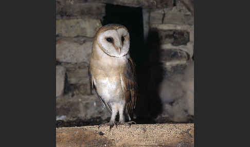 Schleiereule (Tyto alba)