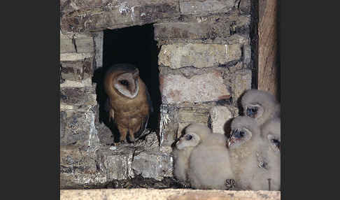 Schleiereule (Tyto alba)