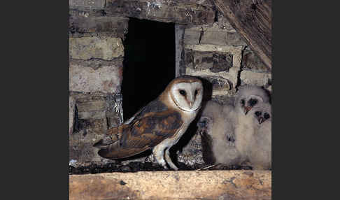 Schleiereule (Tyto alba)