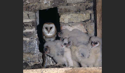 Schleiereule (Tyto alba)