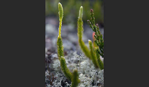 Gemeiner Flachbärlapp (Diphasiastrum complanatum)