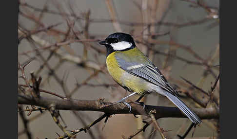 Kohlmeise (Parus major)