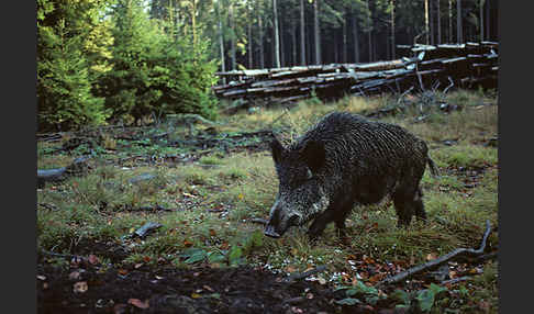 Schwarzwild (Sus scrofa)