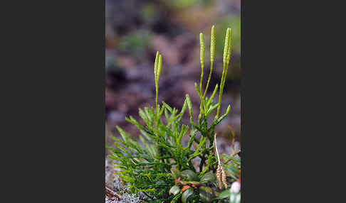 Gemeiner Flachbärlapp (Diphasiastrum complanatum)