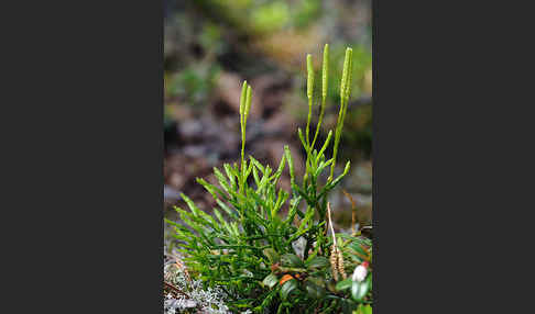 Gemeiner Flachbärlapp (Diphasiastrum complanatum)