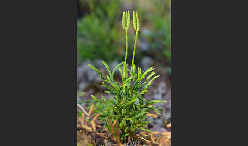 Gemeiner Flachbärlapp (Diphasiastrum complanatum)