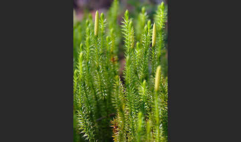 Sprossender Bärlapp (Lycopodium annotinum)