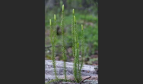 Sprossender Bärlapp (Lycopodium annotinum)