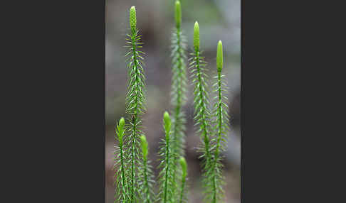 Sprossender Bärlapp (Lycopodium annotinum)