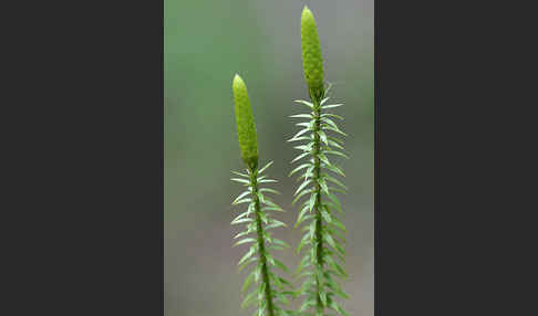 Sprossender Bärlapp (Lycopodium annotinum)