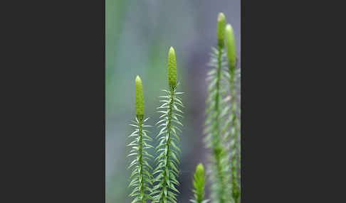 Sprossender Bärlapp (Lycopodium annotinum)