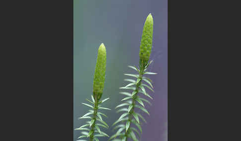 Sprossender Bärlapp (Lycopodium annotinum)