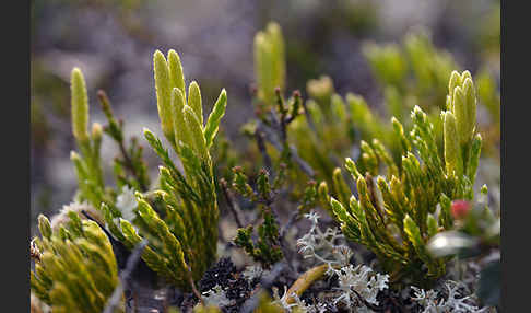 Alpen-Flachbärlapp (Diphasiastrum alpinum)