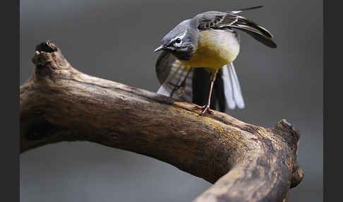 Gebirgsstelze (Motacilla cinerea)