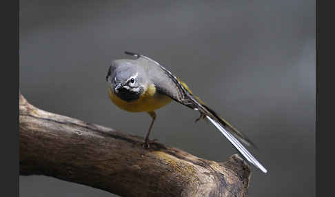 Gebirgsstelze (Motacilla cinerea)